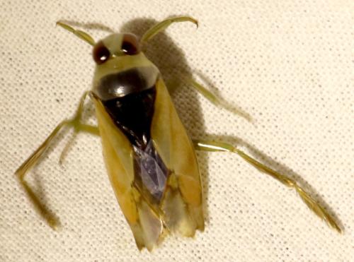 Notonecta glauca